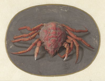 Krab Zvířata (název seriálu) od Jan Augustin van der Goes