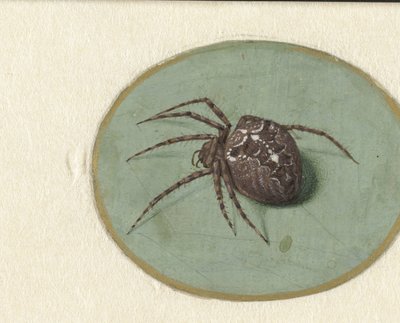 Pavouk od Jan Augustin van der Goes