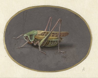 Saranče Zvířata (název seriálu) od Jan Augustin van der Goes