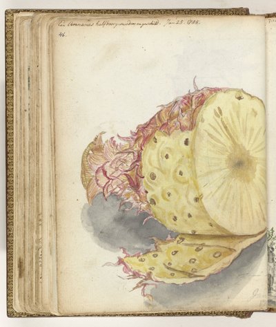 Ananas od Jan Brandes