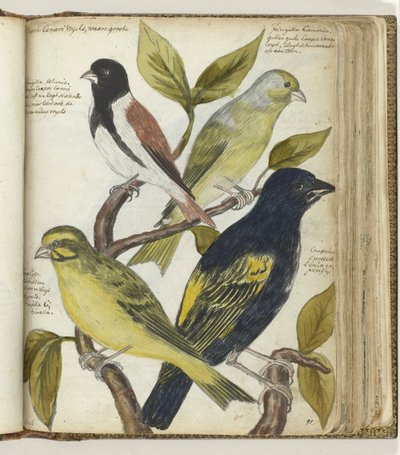 Cape Birds od Jan Brandes