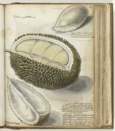 Durian od Jan Brandes