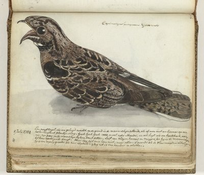 Nightjar od Jan Brandes