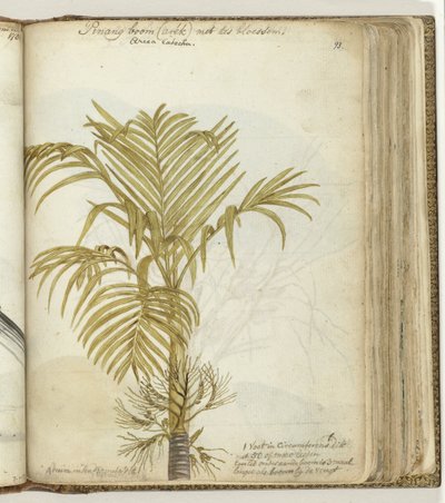 Pinangboom od Jan Brandes