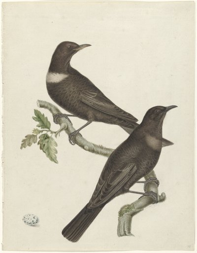 Dva kroužkovci (Purdus torquatus) s vajíčkem od Jan Christiaan Sepp (possibly)