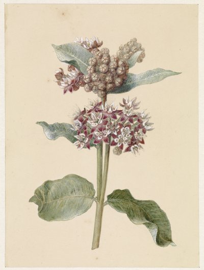 Kvetoucí druh Asclepias od Jan Jacob Goteling Vinnis