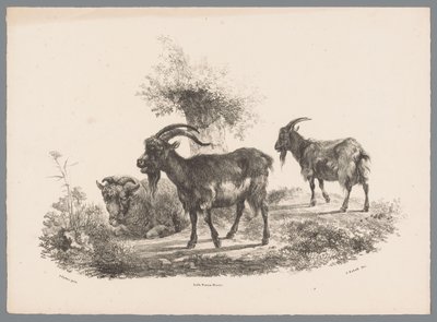 Dvě kozy a ovce u stromu Beesten Studien od J. Kobella podle Paula Pottera Nr. 1 (název série) od Jan Kobell (III)