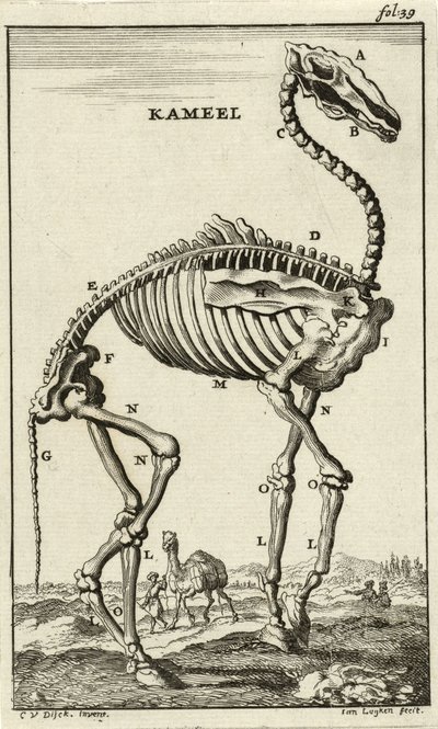 Kostra velblouda, c. 80. léta 17. století od Jan Luyken