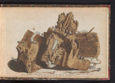 Části hromady zasažené lodními červy, 1731 Tři kusy dubového dřeva z Paalwerk aan de Zee-Dyken, nakreslené po životě, když byl proražen Wurmeny (název na předmětu) od Jan Ruyter