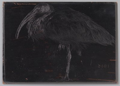 Ibis (původní název na objektu) od Jan Veth