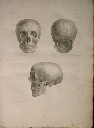 Albinus II, Pl. I, ilustrace z 