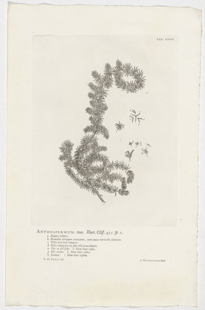 Anthospermum aethiopicum Anthospermum samec. Zahrada. Útes. 455 sp. 1 (název na objektu) od Jan Wandelaar