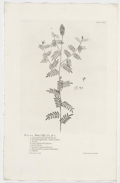 Dalea alopecuroides Dalea. Hort. Útes. 363. sp. 1 (název na objektu) od Jan Wandelaar