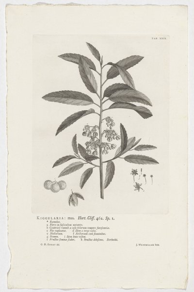 Kiggelaria africana Kiggelaria: mas. Hort. Útes. 462. sp. 1 (název na objektu) od Jan Wandelaar