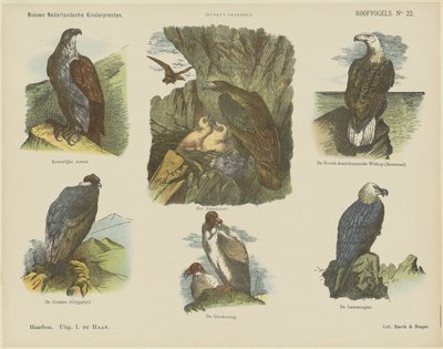 Birds of Prey (název na objektu) Nové holandské dětské tisky (název série na předmětu) Funkeho tisky (název série na objektu) od Jan de Haan