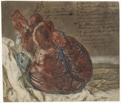 Otisky mozku a srdce Anatomická studie lidského srdce od Jan l