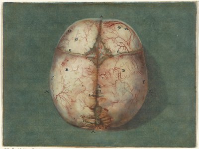 Otisky mozku a srdce Anatomická studie lebky nezralého dítěte od Jan l