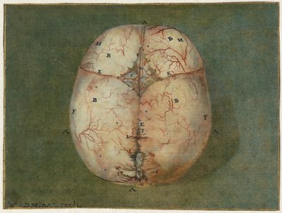 Otisky mozku a srdce Anatomická studie lebky nezralého dítěte od Jan l