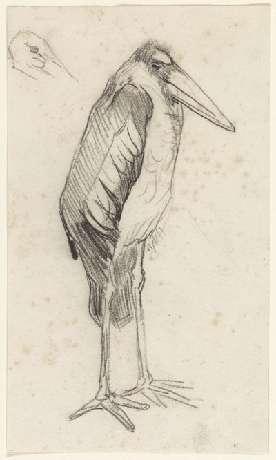 Marabou od Jan van Essen