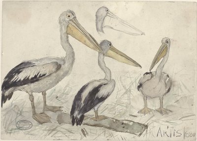 Pelikáni v Artis Zoo od Jan van Essen