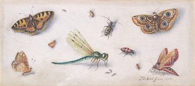 Hmyz, motýli a vážka, 17. století. od Jan van Kessel
