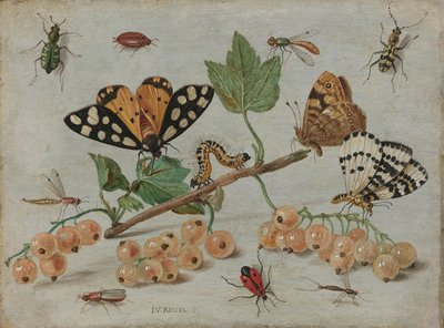 Hmyz a ovoce, cca 1660-5 (olej na mědi) od Jan van Kessel the Elder