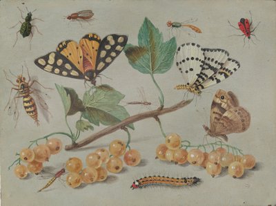 Studium motýlů a hmyzu, c. 1655. od Jan van Kessel
