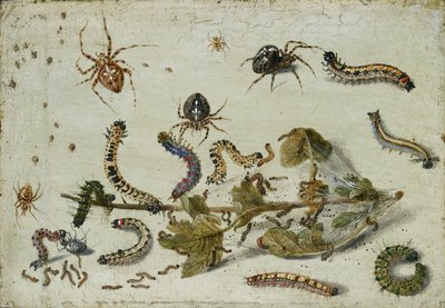 Různí pavouci a housenky, se snítkou angreštu, počátek 50. let 17. století od Jan van Kessel