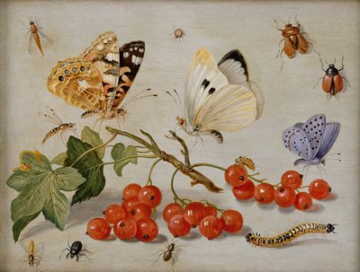 Zátiší se snítkou červeného rybízu, motýlů, brouků, housenek a hmyzu (olej na mědi) od Jan van Kessel the Elder