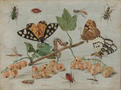 Hmyz a ovoce. Kolem 1660-65 od Jan van Kessel the Elder