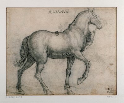 Studie pro koně Kresba Giovanni Stradano (Jan van der Straet) (1523-1605) Florencie, Oddělení tisků a kreseb, Uffizi (kanceláře) od Jan van der Straet
