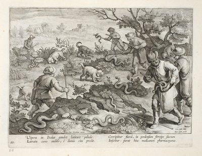 Italské zmije jedí ropuchy, deska 60, ilustrace z 
