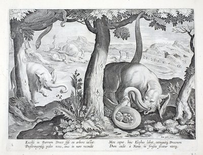 Had používaný při lovu slonů, ilustrace z 