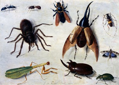 Hmyz od Jan van the Elder Kessel