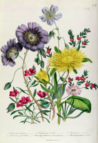 Calandrinia, deska 18 z 