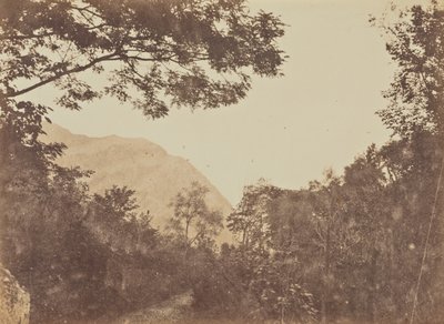 Acacia, Como od Jane Martha St. John