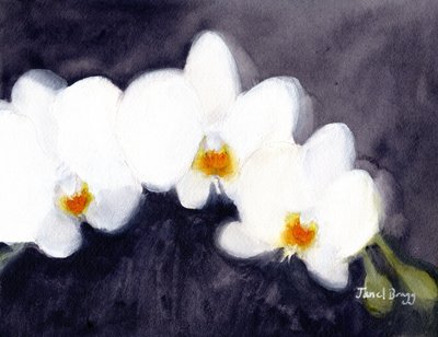 Orchidej White Phalaenopsis, cca 2021 (akvarel a kasein na papíře) od Janel Bragg