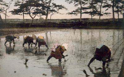 Pět rolníků znovu pěstujících rýži na rýžovém poli, 90. léta 19. století. od Japanese Photographer
