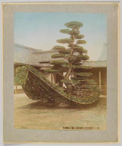 Borovice v zahradě Kinkakuji, Kyoto, Japonsko (ručně kolorovaná černobílá fotografie) od Japanese Photographer