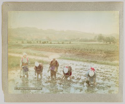Přesazování rýžových klíčků, Japonsko (ručně kolorovaná černobílá fotografie) od Japanese Photographer