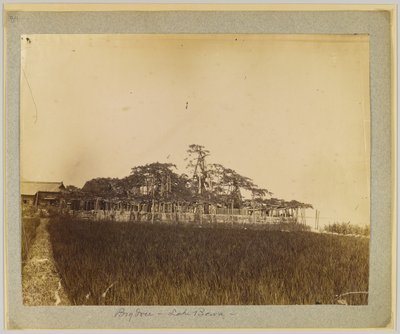 Stromy na břehu jezera Biwa, poblíž Kjóta, Japonsko (černobílá fotografie) od Japanese Photographer