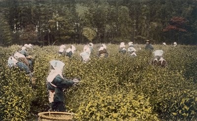 Ženy sbírající čaj, s mužským dozorcem, 90. léta 19. století. od Japanese Photographer