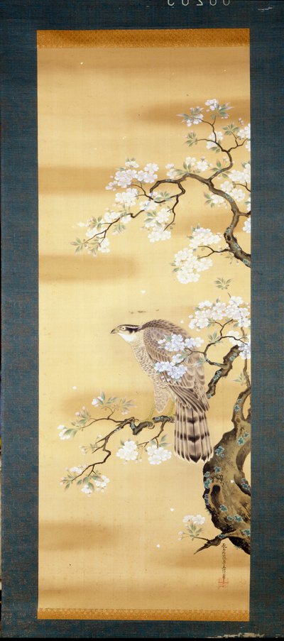 Sokol na větvi japonské třešně rozkvetl. Malba na hedvábí z 18. století Japonska. Janov. Museo Chiossone. od Japanese School