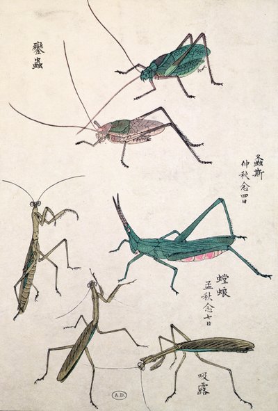 Kobylky a kudlanky (barevný dřevotisk) od Japanese School