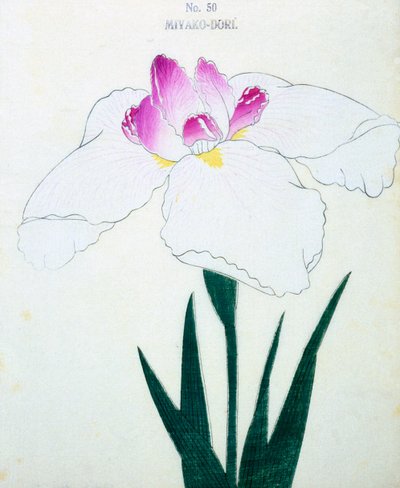 jaké je hlavní město? 50, 1898 od Japanese School