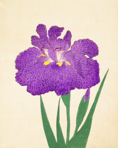 Rozprostřete to na Nyo. 11, 1898 od Japanese School