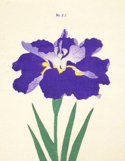 Saiwoga-Uma, č. 53, 1890 (barevný dřevotisk) od Japanese School
