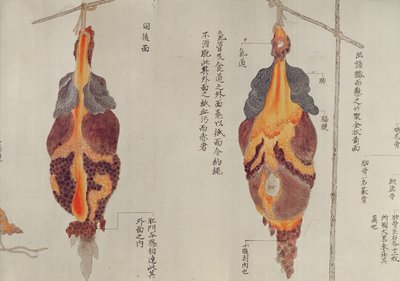 Plíce z pitvy oběti mučení z roku 1796, z makimona midoriského lékaře, 1842 (pero a inkoust a wc na papíře) od Japanese School