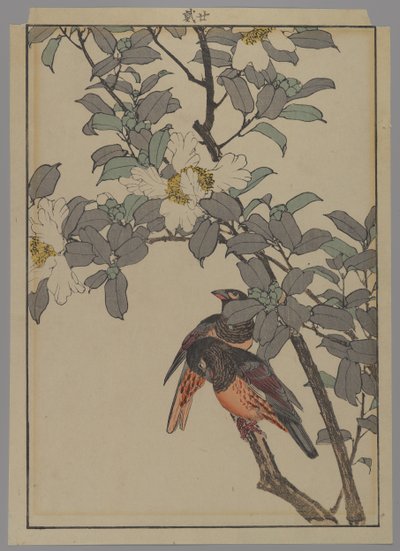 Dva ptáci s bílými květy, období Meiji, 1892 (barevný dřevotisk) od Japanese School