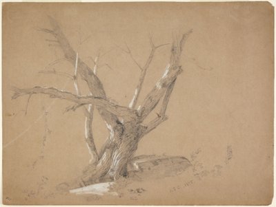 Studie stromu od Jasper Francis Cropsey